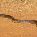 Black-headed Python berbaring di tanah