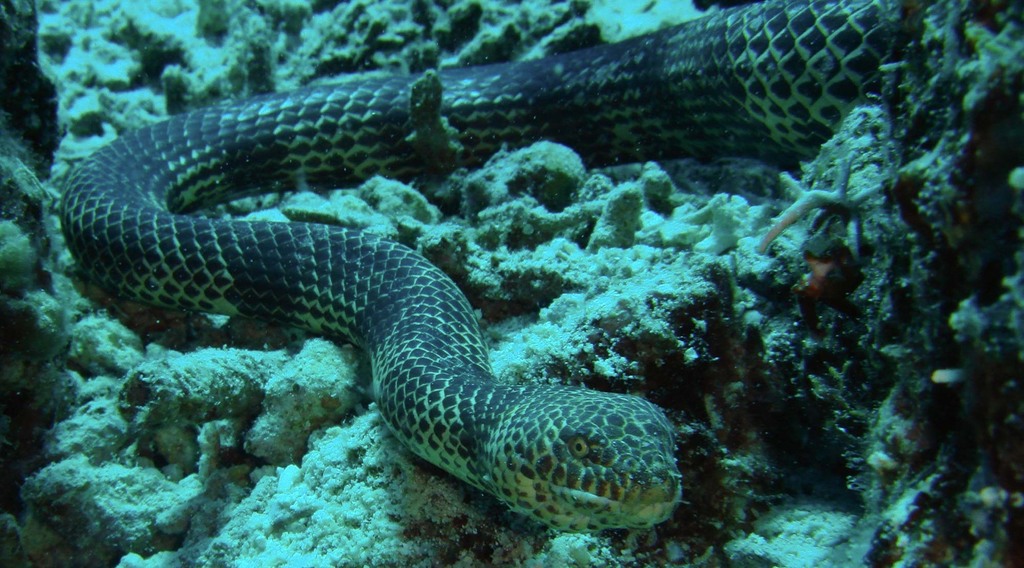 Dubois’ Sea Snake di dasar terumbu karang