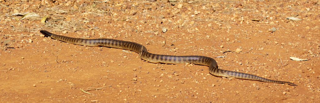 Black-headed Python berbaring di tanah