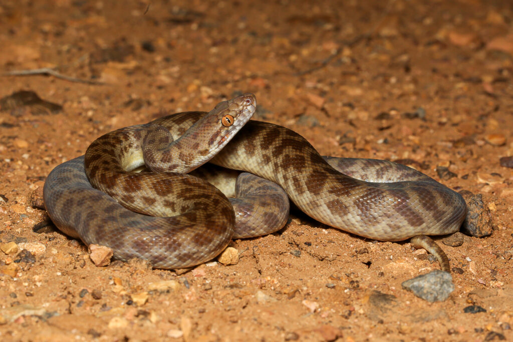 Children’s Python melingkar di tanah