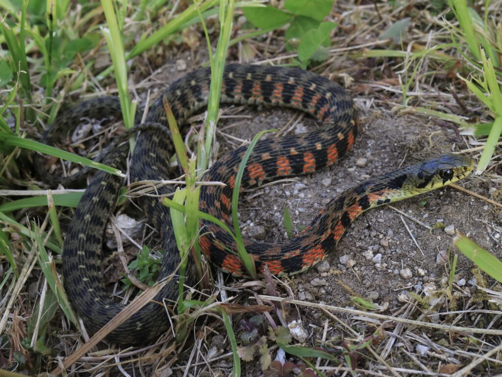Tiger Keelback (Rhabdophis tigrinus) berwarna hijau zaitun dengan belang merah hitam di atas tanah berumput