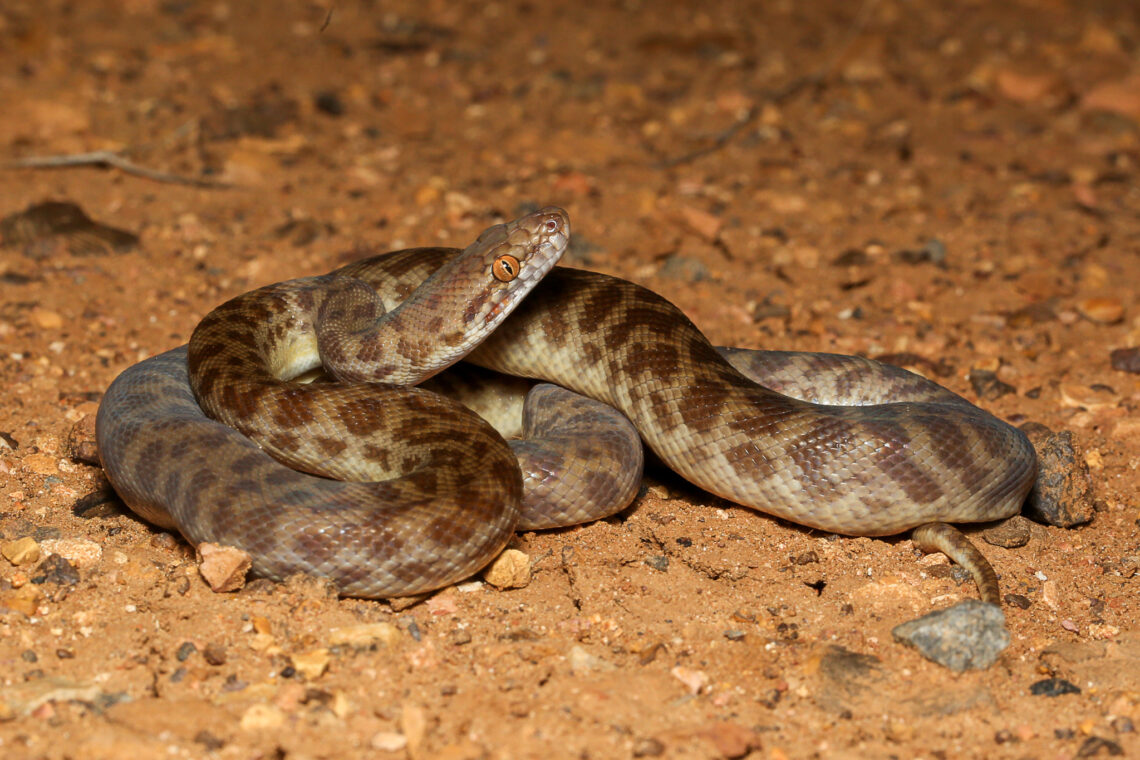 Children’s Python melingkar di tanah