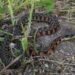 Tiger Keelback (Rhabdophis tigrinus) berwarna hijau zaitun dengan belang merah hitam di atas tanah berumput