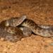 Children’s Python melingkar di tanah