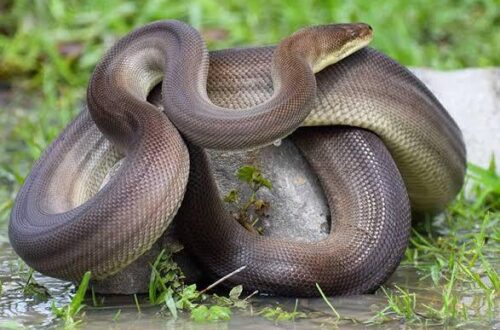 olive python (Liasis olivaceus) melingkar di atas batu di rerumputan basah