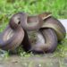 olive python (Liasis olivaceus) melingkar di atas batu di rerumputan basah