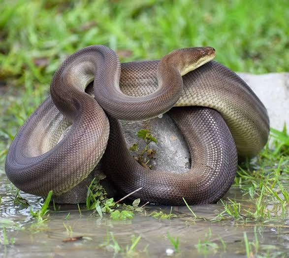 olive python (Liasis olivaceus) melingkar di atas batu di rerumputan basah