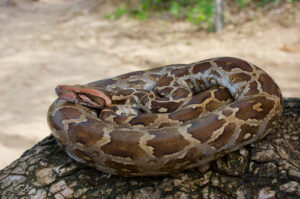 Indian Python (Python molurus) melingkar di atas batang pohon.