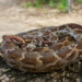 Indian Python (Python molurus) melingkar di atas batang pohon.