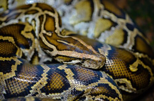 close-up kepala Burmese Python dengan pola kulit cokelat dan kuning khas.