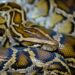 close-up kepala Burmese Python dengan pola kulit cokelat dan kuning khas.