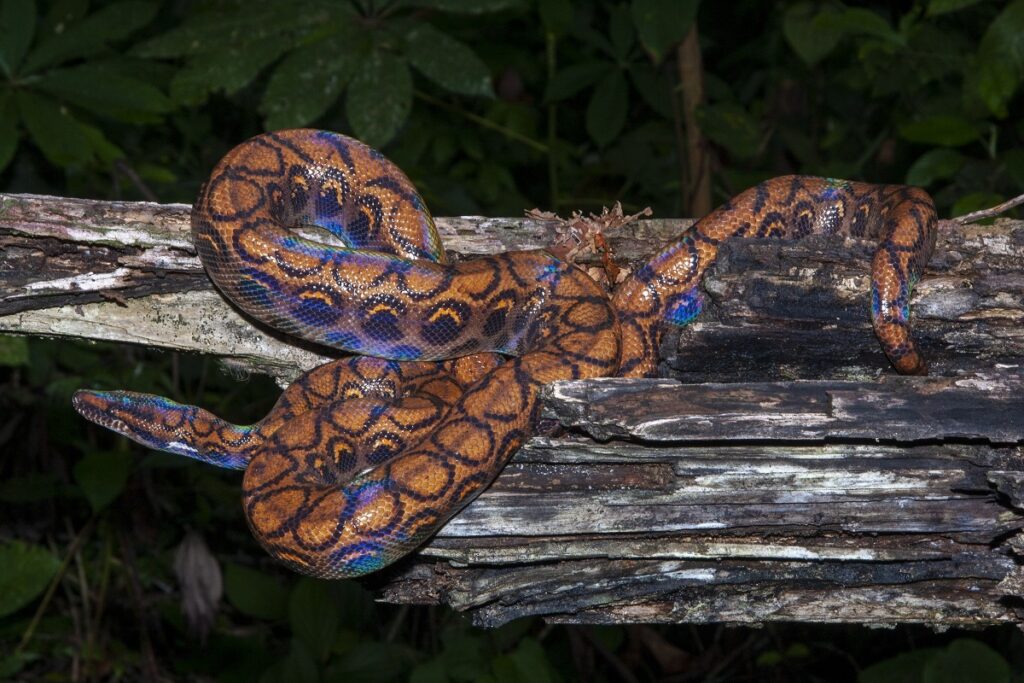 Rainbow boa berkilau di atas batang kayu hutan tropis