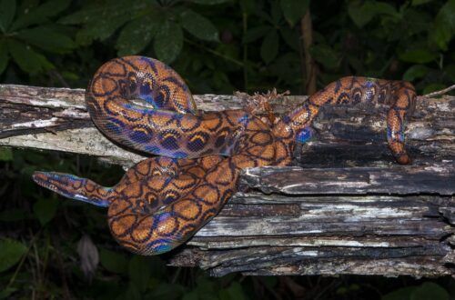 Rainbow boa berkilau di atas batang kayu hutan tropis