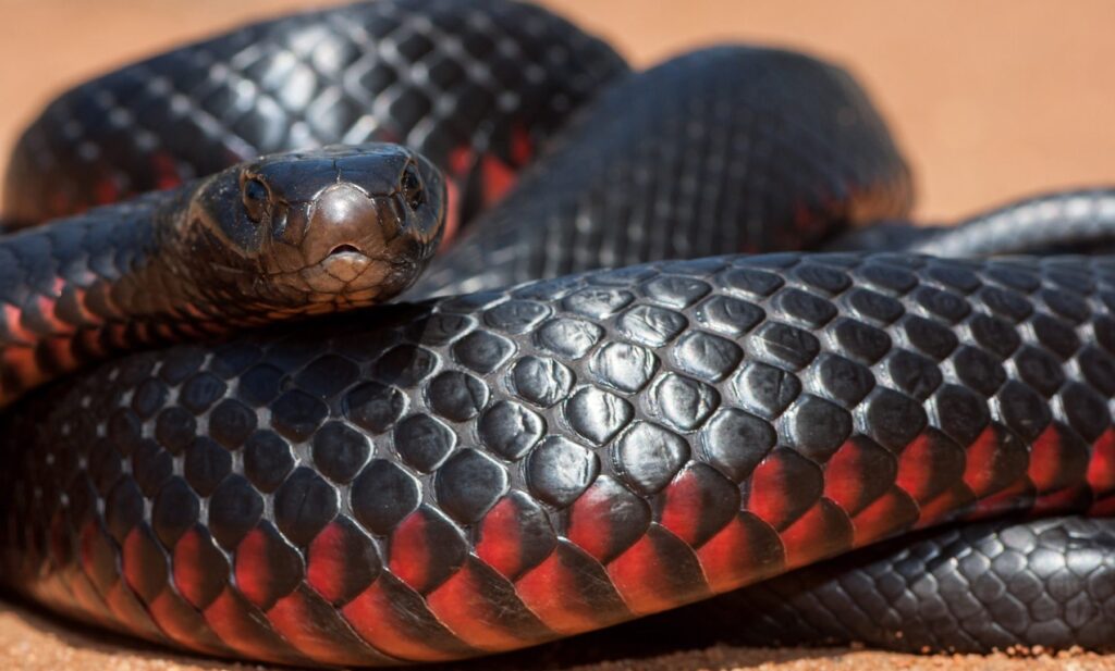 Red-bellied Black Snake dengan sisik hitam mengilap dan perut merah terang.