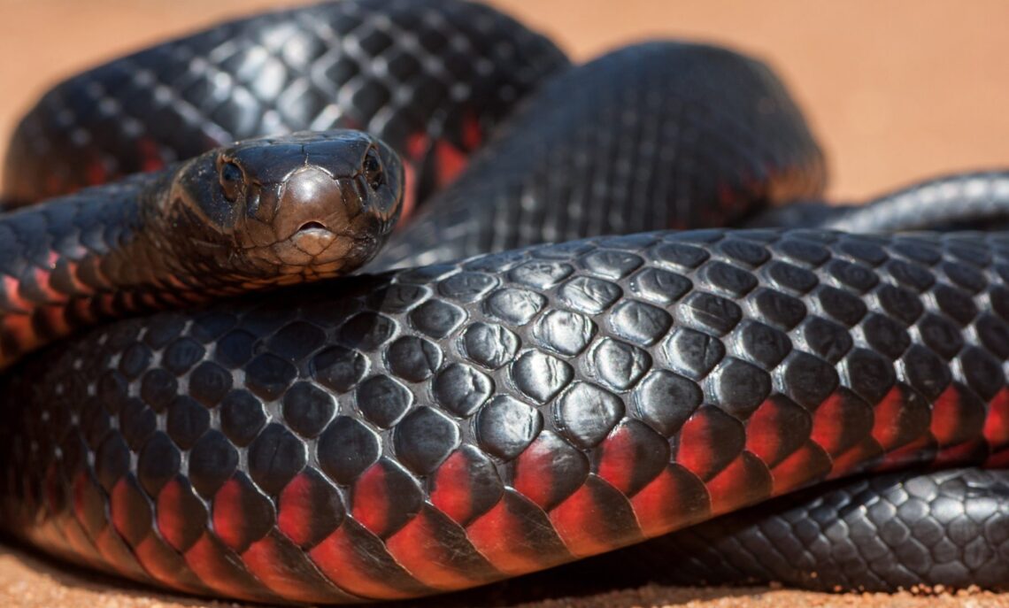 Red-bellied Black Snake dengan sisik hitam mengilap dan perut merah terang.