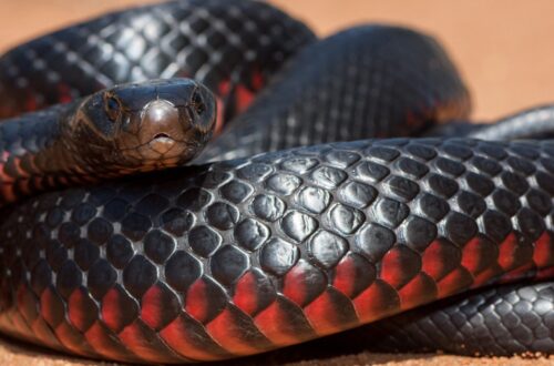 Red-bellied Black Snake dengan sisik hitam mengilap dan perut merah terang.