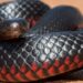 Red-bellied Black Snake dengan sisik hitam mengilap dan perut merah terang.