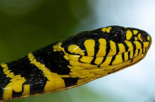 Mangrove snake Boiga dendrophila dengan pola hitam kuning mencolok