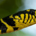 Mangrove snake Boiga dendrophila dengan pola hitam kuning mencolok