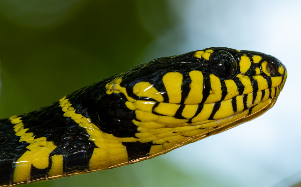 Mangrove snake Boiga dendrophila dengan pola hitam kuning mencolok