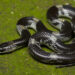 Ular Barred Wolf Snake dengan pola belang putih-hitam di atas tanah berlumut.
