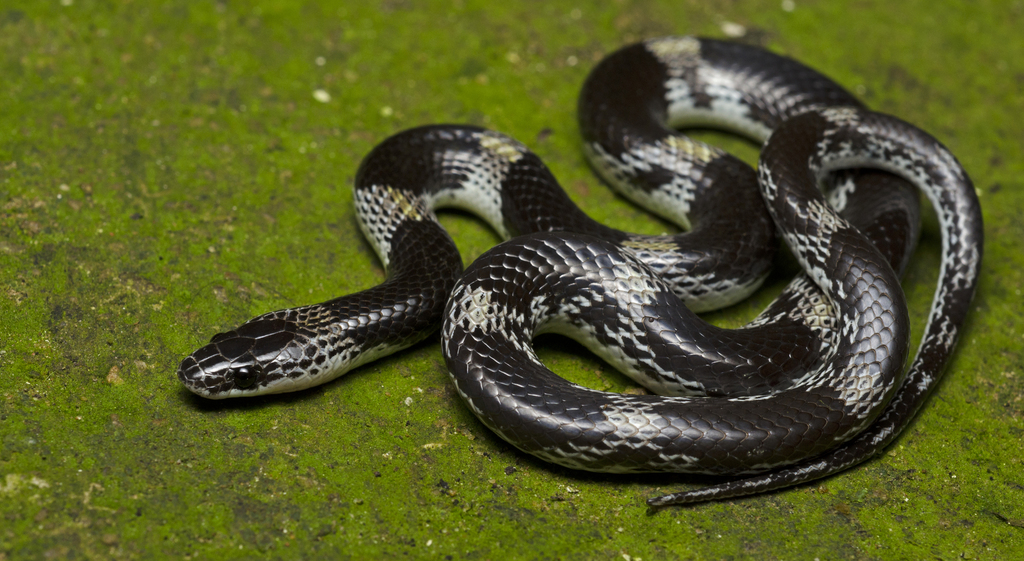 Ular Barred Wolf Snake dengan pola belang putih-hitam di atas tanah berlumut.
