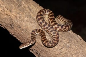 Spotted Python dengan pola bintik khas di atas batang pohon.