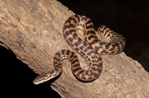 Spotted Python dengan pola bintik khas di atas batang pohon.