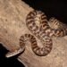 Spotted Python dengan pola bintik khas di atas batang pohon.