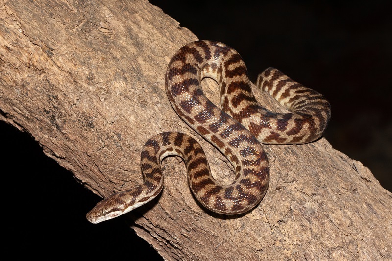 Spotted Python dengan pola bintik khas di atas batang pohon.