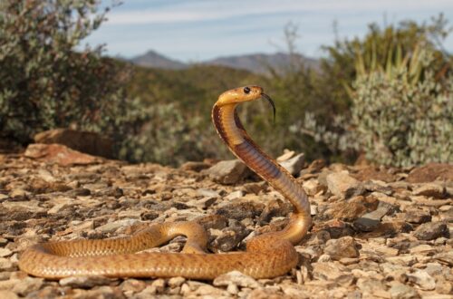 Cape cobra menjulur lidah di atas tanah berbatu.