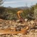 Cape cobra menjulur lidah di atas tanah berbatu.