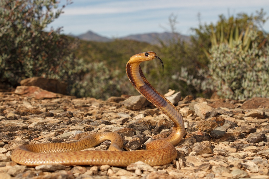 Cape cobra menjulur lidah di atas tanah berbatu.