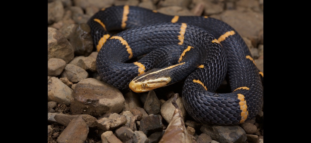 Fea’s Viper melingkar di atas batuan hutan.