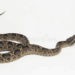 Malayan Pit Viper berwarna cokelat dengan pola zigzag gelap di tubuhnya, berada di latar putih.