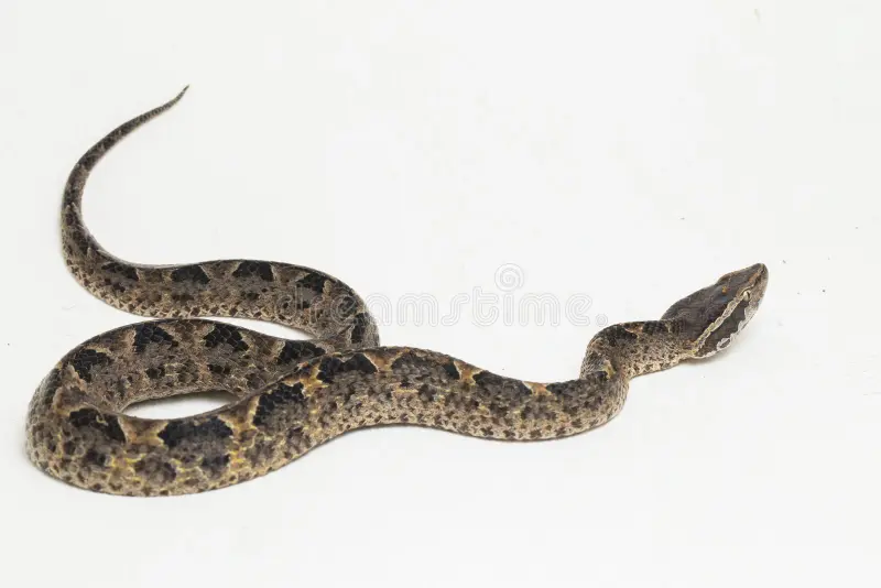 Malayan Pit Viper berwarna cokelat dengan pola zigzag gelap di tubuhnya, berada di latar putih.