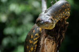 Green Anaconda menggantung di batang pohon mati dengan latar hutan hijau.
