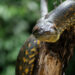 Green Anaconda menggantung di batang pohon mati dengan latar hutan hijau.