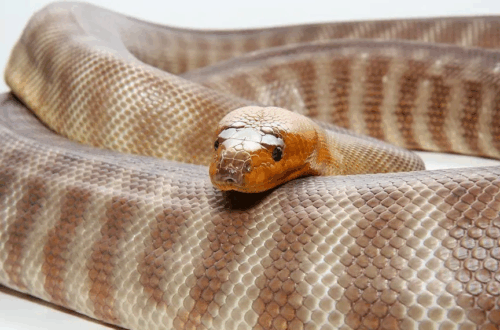 Woma Python melingkar dengan warna tubuh coklat belang.