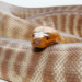 Woma Python melingkar dengan warna tubuh coklat belang.